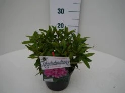 Rhododendron (Rhododendron 'Graziella') -OL Planten Winkel graziella c2 zij