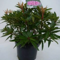 Rhododendron (Rhododendron 'Graziella') -OL Planten Winkel graziella c5 voor