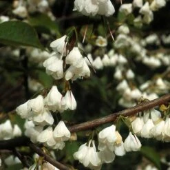 Sneeuwklokjesboom (Halesia Carolina) -OL Planten Winkel hacaroli 35 7