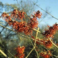Toverhazelaar (Hamamelis Intermedia 'Diane') -OL Planten Winkel haidiane 45 9