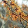 Toverhazelaar (Hamamelis Intermedia 'Jelena') -OL Planten Winkel haijelen 35 7