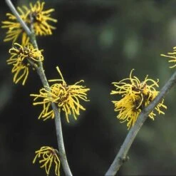 Toverhazelaar (Hamamelis Intermedia 'Westerstede') -OL Planten Winkel haiweste 22 11 11