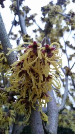 Toverhazelaar (Hamamelis Intermedia 'Arnold Promise') -OL Planten Winkel hamamelis arnold promise