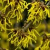 Toverhazelaar (Hamamelis Intermedia 'Arnold Promise') -OL Planten Winkel hamamelis arnold promise 1