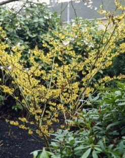 Bestsellers -OL Planten Winkel hamamelis mollis