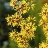Toverhazelaar (Hamamelis Mollis)