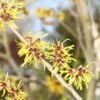 Toverhazelaar (Hamamelis Mollis 'Pallida') -OL Planten Winkel hamamelis mollis pallida 2