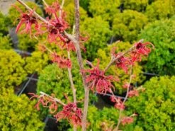 Toverhazelaar (Hamamelis Intermedia 'Ruby Glow') -OL Planten Winkel hamamelisrubyglow02a