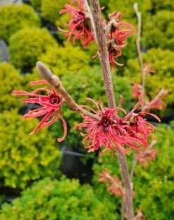 Toverhazelaar (Hamamelis Intermedia 'Ruby Glow') -OL Planten Winkel hamamelsisrubyglow01a