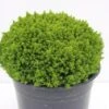 Hebe (Hebe 'Emerald Gem') 1 Hebe (Hebe 'Emerald Gem') -OL Planten Winkel hebe emerald gem 1