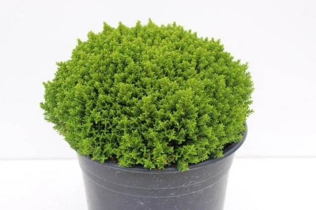 Hebe (Hebe 'Emerald Gem') 3 Hebe (Hebe 'Emerald Gem')