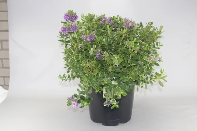 Hebe (Hebe Franciscana) 3 Hebe (Hebe Franciscana)