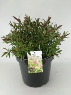 Hebe (Hebe 'Great Orme') 6 Hebe (Hebe 'Great Orme') -OL Planten Winkel hebe great orme c10 1