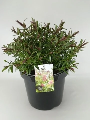 Hebe (Hebe 'Great Orme') 4 Hebe (Hebe 'Great Orme') - Afbeelding 2