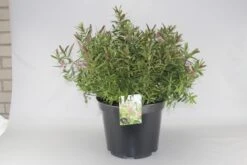 Hebe (Hebe 'Great Orme') 7 Hebe (Hebe 'Great Orme') -OL Planten Winkel hebe great orme c10 2 1