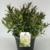 Hebe (Hebe 'Great Orme') -OL Planten Winkel hebe great orme c5