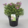 Hebe (Hebe ‘Mette’) -OL Planten Winkel hebe mette c5 1