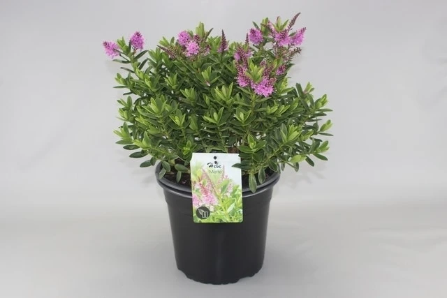 Hebe (Hebe ‘Mette’) 3 Hebe (Hebe ‘Mette’)