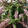 Hebe (Hebe ‘Midsummer Beauty’) -OL Planten Winkel hebe midsummer beauty 1