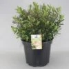Hebe (Hebe 'Nicola's Blush') -OL Planten Winkel hebe nicola s blush c10