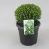 Hebe (Hebe Odora ‘Nana’) -OL Planten Winkel hebe odora nana c5