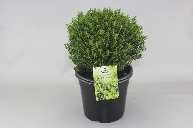 Hebe (Hebe Odora 'New Zealand Gold') 4 Hebe (Hebe Odora 'New Zealand Gold') - Afbeelding 2