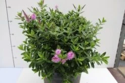 Hebe (Hebe 'Oratia Beauty') 5 Hebe (Hebe 'Oratia Beauty') -OL Planten Winkel hebe oratia beauty 1