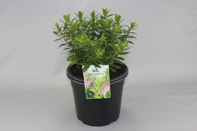 Hebe (Hebe 'Oratia Beauty') 3 Hebe (Hebe 'Oratia Beauty')