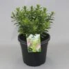 Hebe (Hebe 'Oratia Beauty') 1 Hebe (Hebe 'Oratia Beauty') -OL Planten Winkel hebe oratia beauty c5