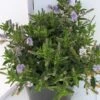 Hebe (Hebe 'Sapphire') -OL Planten Winkel hebe sapphire 1