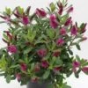 Hebe (Hebe 'Wiri Charm') 1 Hebe (Hebe 'Wiri Charm') -OL Planten Winkel hebe wiri charm