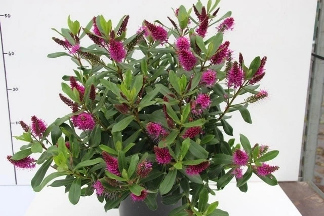 Hebe (Hebe 'Wiri Charm') 3 Hebe (Hebe 'Wiri Charm')