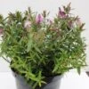 Hebe (Hebe 'Wiri Joy') -OL Planten Winkel hebe wiri joy