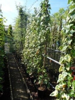 Kaukasische Klimop (Hedera Colchica 'Dentata Variegata') -OL Planten Winkel hedera colchica dentata variegata 175 200 c10