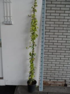 Kaukasische Klimop (Hedera Colchica 'Dentata Variegata') -OL Planten Winkel hedera colchica dentata variegata 175 200 c10