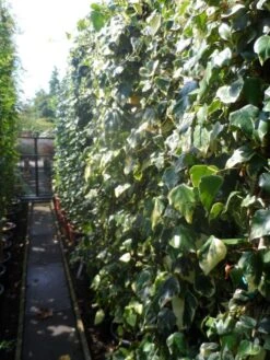 Kaukasische Klimop (Hedera Colchica 'Dentata Variegata') -OL Planten Winkel hedera colchica dentata variegata 200 250 c15