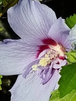 OL Planten Winkel -OL Planten Winkel hibiscis blue chiffon 3 1