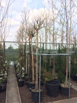 Altheastruik Als Boom (Hibiscus Syriacus 'Oiseau Blue') 12 Altheastruik Als Boom (Hibiscus Syriacus 'Oiseau Blue') -OL Planten Winkel hibiscus