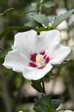 Altheastruik Op Stam (Hibiscus Syriacus 'Red Heart') -OL Planten Winkel hibiscus redheartv01 1