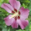 Altheastruik Op Stam (Hibiscus Syriacus 'Woodbridge') -OL Planten Winkel hibiscus woodbridgev01 1