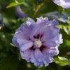 Altheastruik (Hibiscus Syriacus 'Blue Chiffon') -OL Planten Winkel hibiscus blue chiffon 1