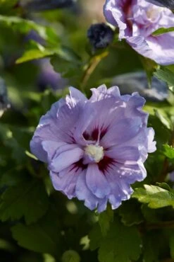 OL Planten Winkel 28 Altheastruik (Hibiscus Syriacus 'Blue Chiffon')
