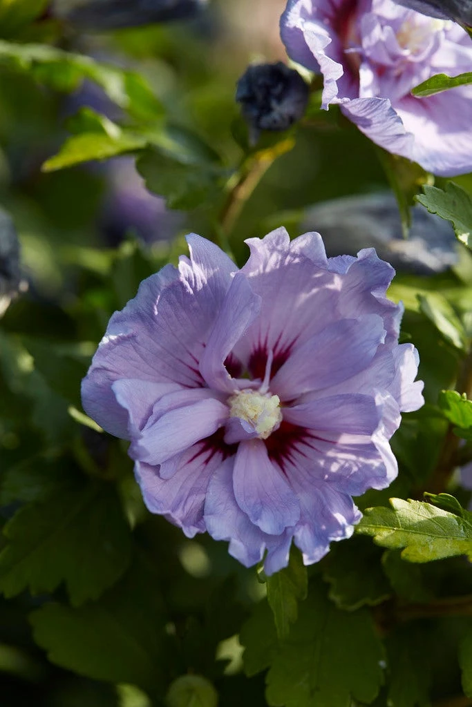 Altheastruik (Hibiscus Syriacus 'Blue Chiffon') 3 Altheastruik (Hibiscus Syriacus 'Blue Chiffon')