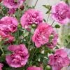 Altheastruik (Hibiscus Syriacus 'Magenta Chiffon') -OL Planten Winkel hibiscus magenta chiffon 1 1
