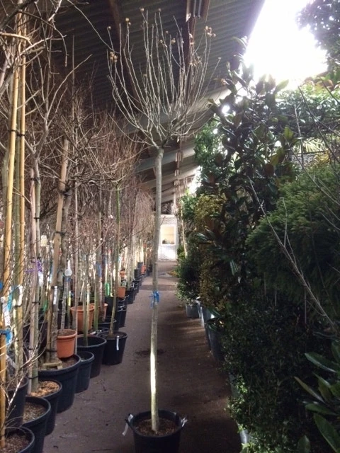 Altheastruik Als Boom (Hibiscus Syriacus 'Oiseau Blue') 8 Altheastruik Als Boom (Hibiscus Syriacus 'Oiseau Blue') - Afbeelding 6