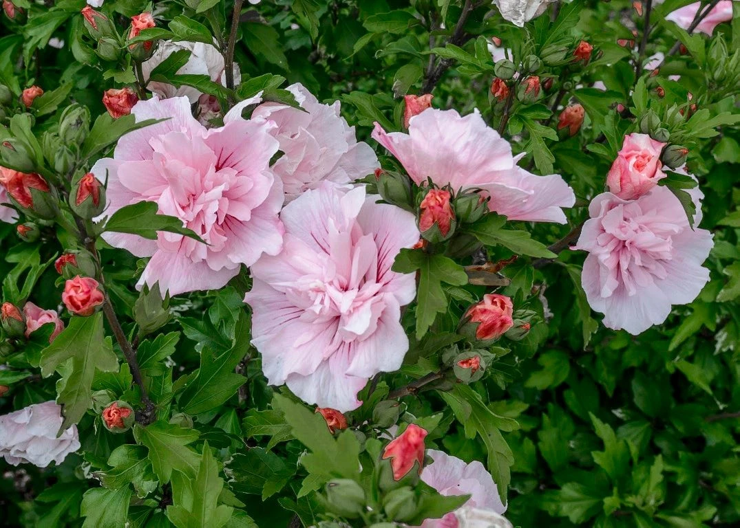 Altheastruik (Hibiscus Syriacus 'Pink Chiffon') 5 Altheastruik (Hibiscus Syriacus 'Pink Chiffon') - Afbeelding 3