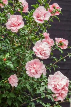 Altheastruik (Hibiscus Syriacus 'Pink Chiffon') -OL Planten Winkel hibiscus pink chiffon 9 1