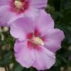 Altheastruik (Hibiscus Syriacus 'Rose Moon') -OL Planten Winkel hibiscus rose moon