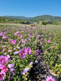 Altheastruik (Hibiscus Syriacus 'Rose Moon') -OL Planten Winkel hibiscus rose moon 4