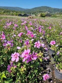 Altheastruik (Hibiscus Syriacus 'Rose Moon') -OL Planten Winkel hibiscus rose moon 6